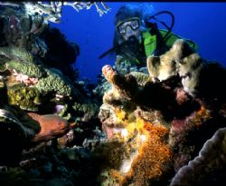 Golden Moray.  Ingles Shoal, Walindi, WNB, PNG.  Housed N... by Rick Tegeler 